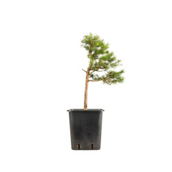Larix decidua - B5246