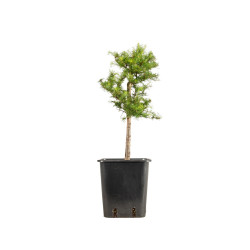 Larix decidua - B5246