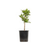Larix decidua - B5246