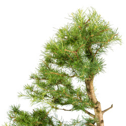 Larix decidua - B5246