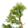 Larix decidua - B5246