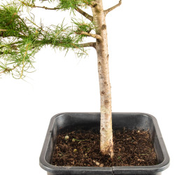 Larix decidua - B5246