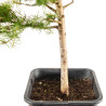 Larix decidua - B5246