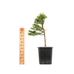 Larix decidua - B5246