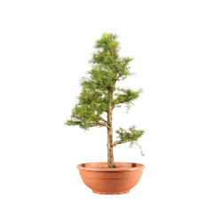 Larix decidua - B5247
