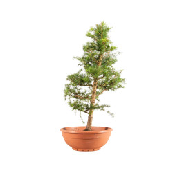 Larix decidua - B5247