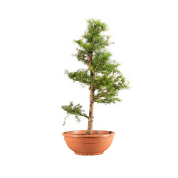 Larix decidua - B5247