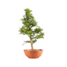 Larix decidua - B5247