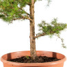 Larix decidua - B5247