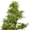 Larix decidua - B5247