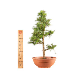 Larix decidua - B5247