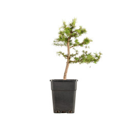 Larix decidua - B5248