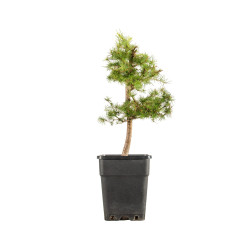 Larix decidua - B5248