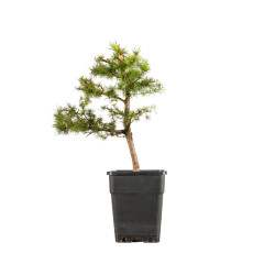 Larix decidua - B5248