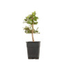 Larix decidua - B5248