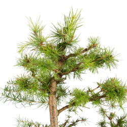 Larix decidua - B5248