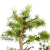 Larix decidua - B5248