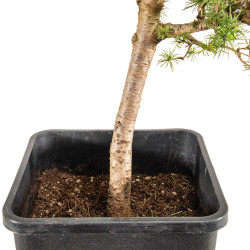Larix decidua - B5248
