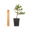 Larix decidua - B5248