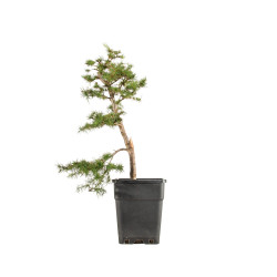 Larix decidua - B5249