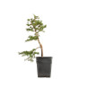 Larix decidua - B5249