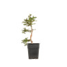 Larix decidua - B5249