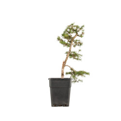 Larix decidua - B5249