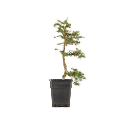 Larix decidua - B5249