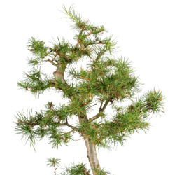 Larix decidua - B5249