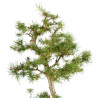 Larix decidua - B5249