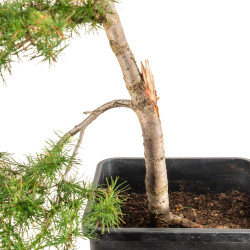 Larix decidua - B5249