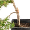 Larix decidua - B5249
