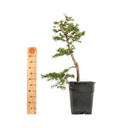 Larix decidua - B5249