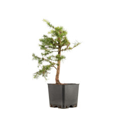 Larix decidua - B5250