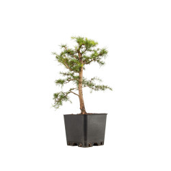 Larix decidua - B5250