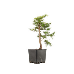 Larix decidua - B5250