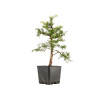 Larix decidua - B5250