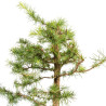 Larix decidua - B5250