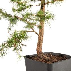 Larix decidua - B5250
