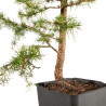 Larix decidua - B5250