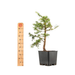 Larix decidua - B5250