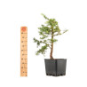 Larix decidua - B5250