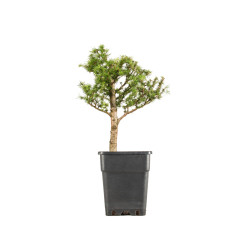 Larix decidua - B5251