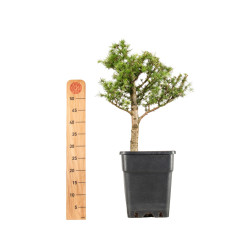 Larix decidua - B5251