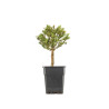 Larix decidua - B5251