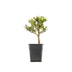 Larix decidua - B5251