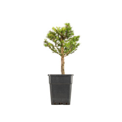 Larix decidua - B5251