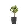 Larix decidua - B5251
