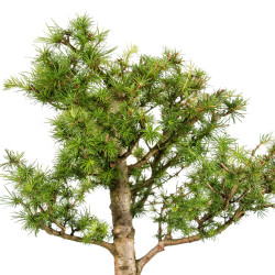 Larix decidua - B5251