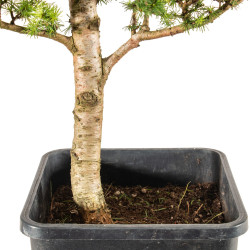 Larix decidua - B5251